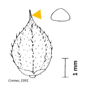 Echinochloa crus-galli CB